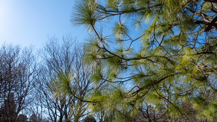 風に揺れる日本の大王松と空