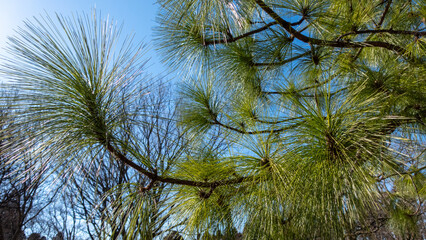 風に揺れる日本の大王松と空