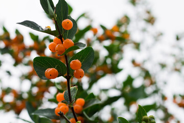 orange berries on a tree branch. Ornamental shrub.