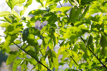 Obraz premium tree leaves in the sun. beautiful summer background with green leaves.