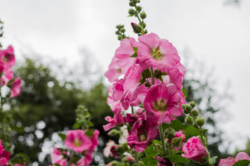 Obraz premium mallow against the sky. beautiful pink flowers. unusual plants.