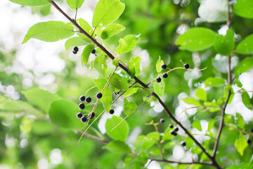 wolfberry. branch with black berries. poisonous berries on the tree.