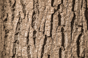 Bark of very much old tree is textured background. View from front in afternoon in sunny weather.