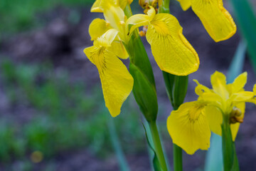 yellow irises on a blurred background. floral background with place for text. © Вероника Одинокова