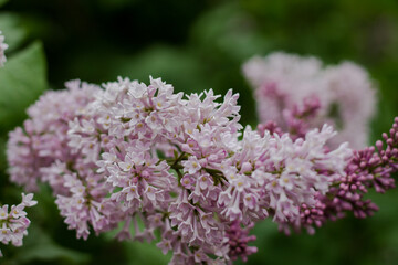 branch of lilac on a natural background. Fragrant lilac. spring in the city