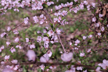 Shrub with bright pink flowers. Cherry bush. Blooming bushes.