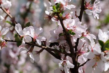 Cherry flowers close up. Macro photography of nature. Beautiful trees. Spring