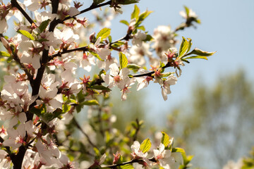 A beautiful tree with pink flowers. Natural background. Caring for nature.