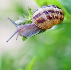 snail on a green leaf