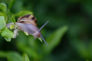 snail on a leaf