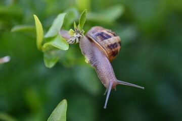 snail on a leaf
