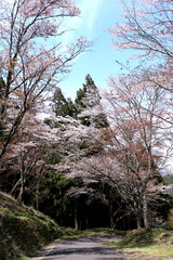 Fototapeta na wymiar 満開の桜が彩る下千本