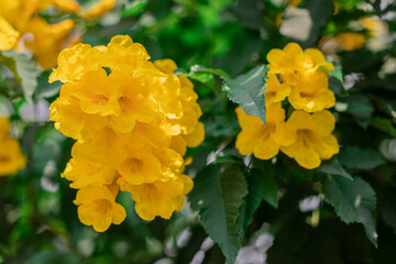 Yellow elder or Trumpet flower (Tecoma Stans) are blooming on tree with green leaves in the ornamental flower garden