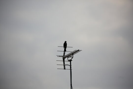 A crow parked on an antenna in a cloudy sky.