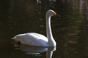 Naklejka premium 厳しい寒さを避けて越冬で飛来地へと渡ってきた、美しい白い羽毛のオオハクチョウ
