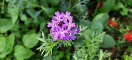 flower in the garden