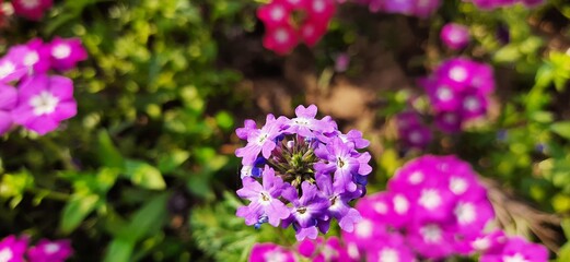 purple flowers in spring