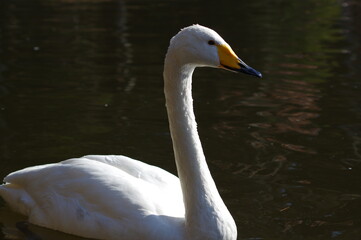 Naklejka premium 厳しい寒さを避けて越冬で飛来地へと渡ってきた、美しい白い羽毛のオオハクチョウ