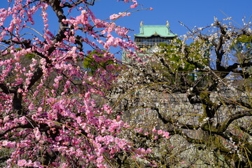 大阪城梅林　天守閣と梅の花