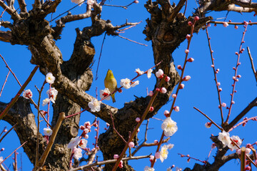 大阪城公園　梅の花とメジロ