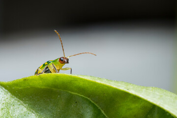 Crysomelidae rondando las hojas de albahaca italiana