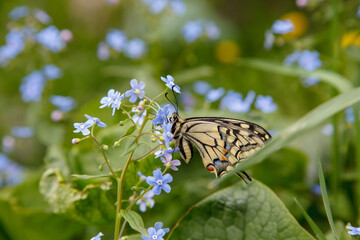 Butterfly Mahaon on a blue flower