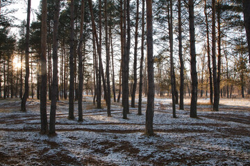 First snow in autumn mist forest