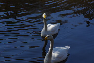 Fototapeta premium 厳しい寒さを避けて越冬で飛来地へと渡ってきた、美しい白い羽毛のオオハクチョウ