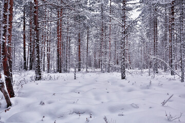 travel to canada winter forest landscape, seasonal view, panorama in the forest covered with snow