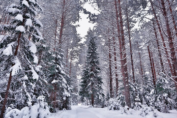 winter morning in a pine forest landscape, panoramic view of a bright snowy forest