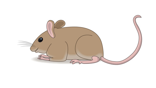 Mice Animal
