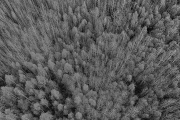 autumn forest landscape, view from a drone, aerial photography viewed from above in October park