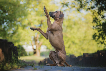 Rhodesian ridgeback dog sitting on his two hind legs, doing a trick and training with the owner, in the city park.
