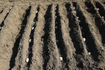 Potato cultivation. Applying ash before planting potatoes will prevent them from rotting.