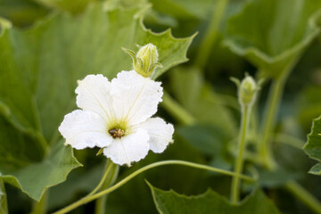 Bloomed white bottle gourd flower close up background