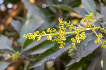  Mango flowers close up view in a farm