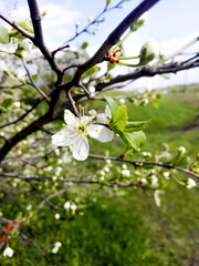 Apple tree blooms in spring with white flowers