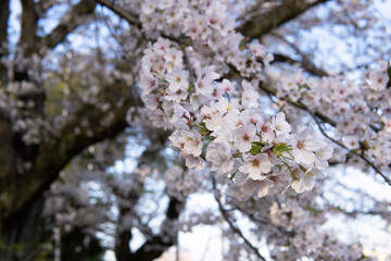 満開のソメイヨシノ【sakura】／大宮住吉神社（埼玉県坂戸市）