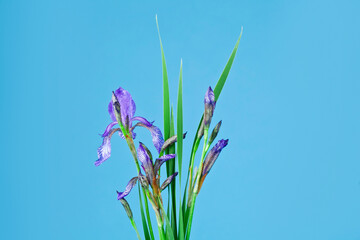 Fototapeta na wymiar Purple iris flowers with leaves on a blue background.