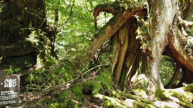 屋久島 白谷雲水峡 太鼓岩 武家杉 公家杉 屋久杉 国立公園 鹿児島