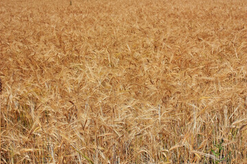 Field of golden ears of wheat