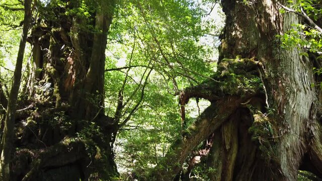 屋久島 白谷雲水峡 太鼓岩 武家杉 公家杉 屋久杉 国立公園 鹿児島