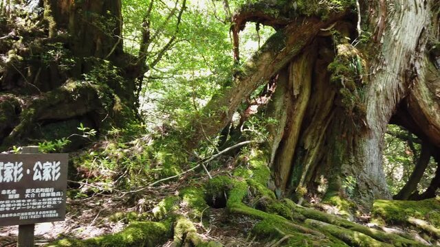 屋久島 白谷雲水峡 太鼓岩 武家杉 公家杉 屋久杉 国立公園 鹿児島