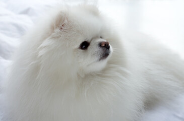 Fototapeta premium Pomeranian Dog White Adorable and Fluffy. Close up portrait of a pet lying in the bed.
