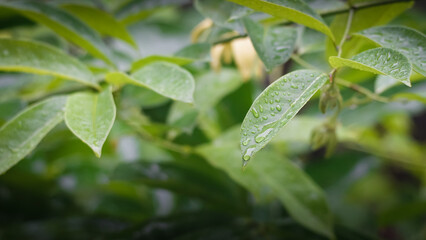 Rain drops on green leaf close up shot