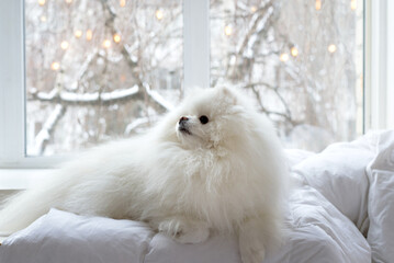 Pomeranian Dog White Adorable and Fluffy. Close up portrait of a pet lying in the bed.