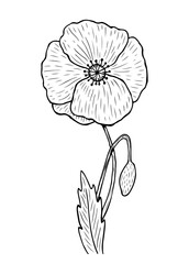 Poppy with stem and leaves isolated on white background. Vector hand-drawn illustration in line art style. Perfect for your projects, cards, invitations, print, decor, patterns, packaging design.