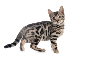 bengal kitten in studio