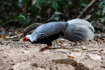 The kalij pheasant is a pheasant found in forests and thickets, especially in the Himalayan foothills, from Pakistan to western Thailand. 