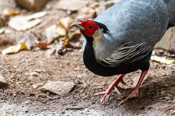 The kalij pheasant is a pheasant found in forests and thickets, especially in the Himalayan foothills, from Pakistan to western Thailand. 